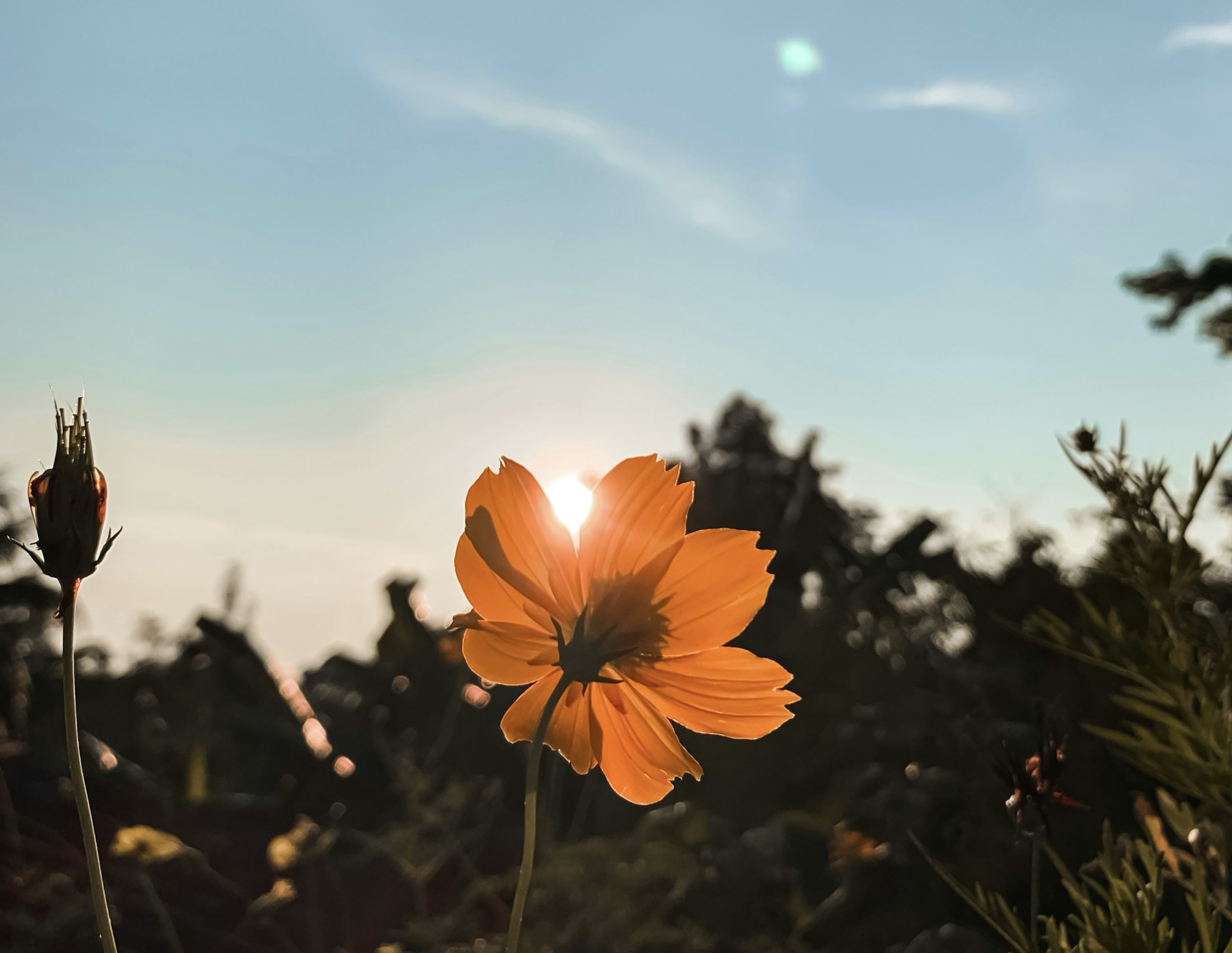 Your mind can only grow Silent Up Here.